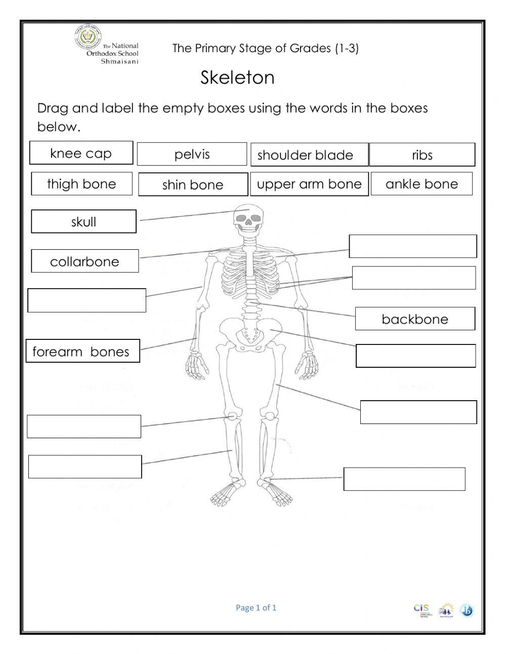 Skeleton Pop quiz