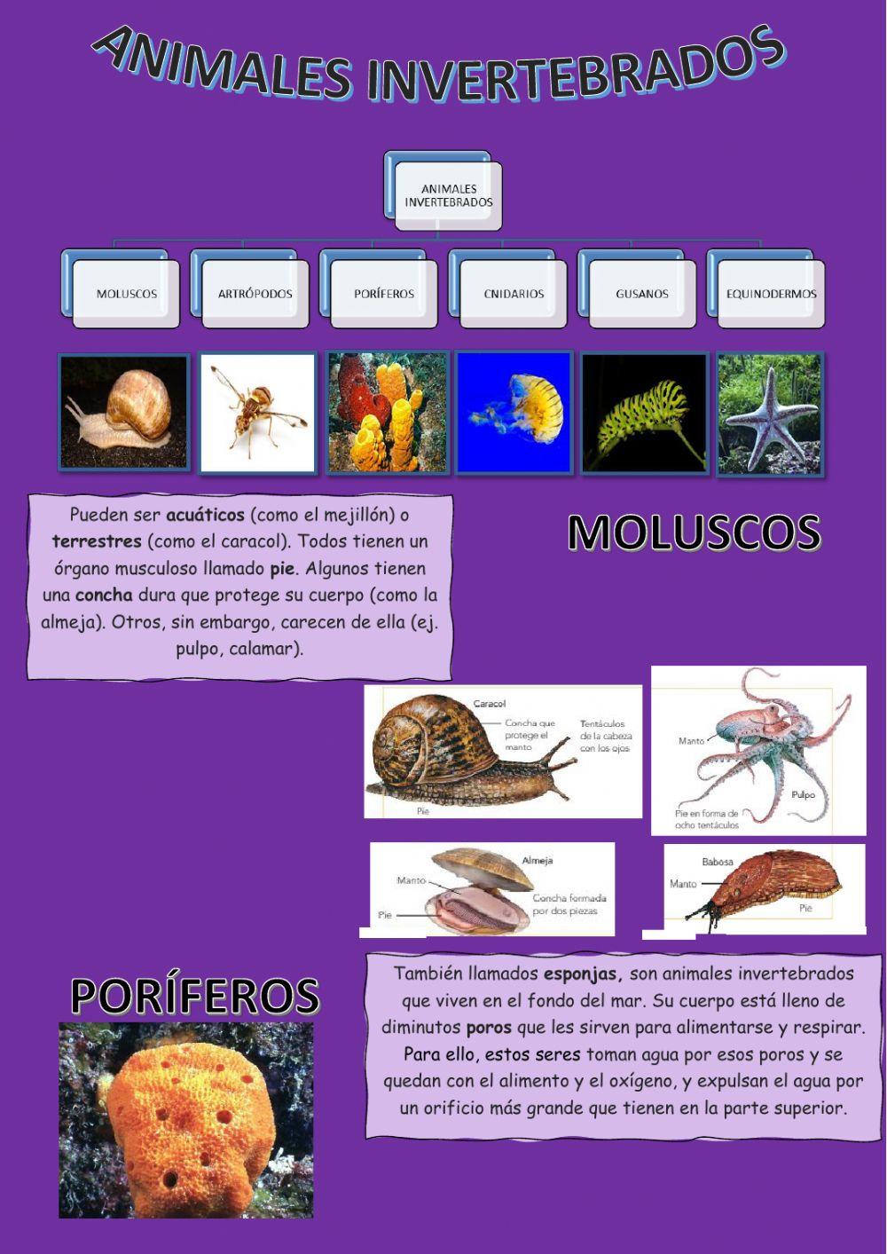 Animales Invertebrados