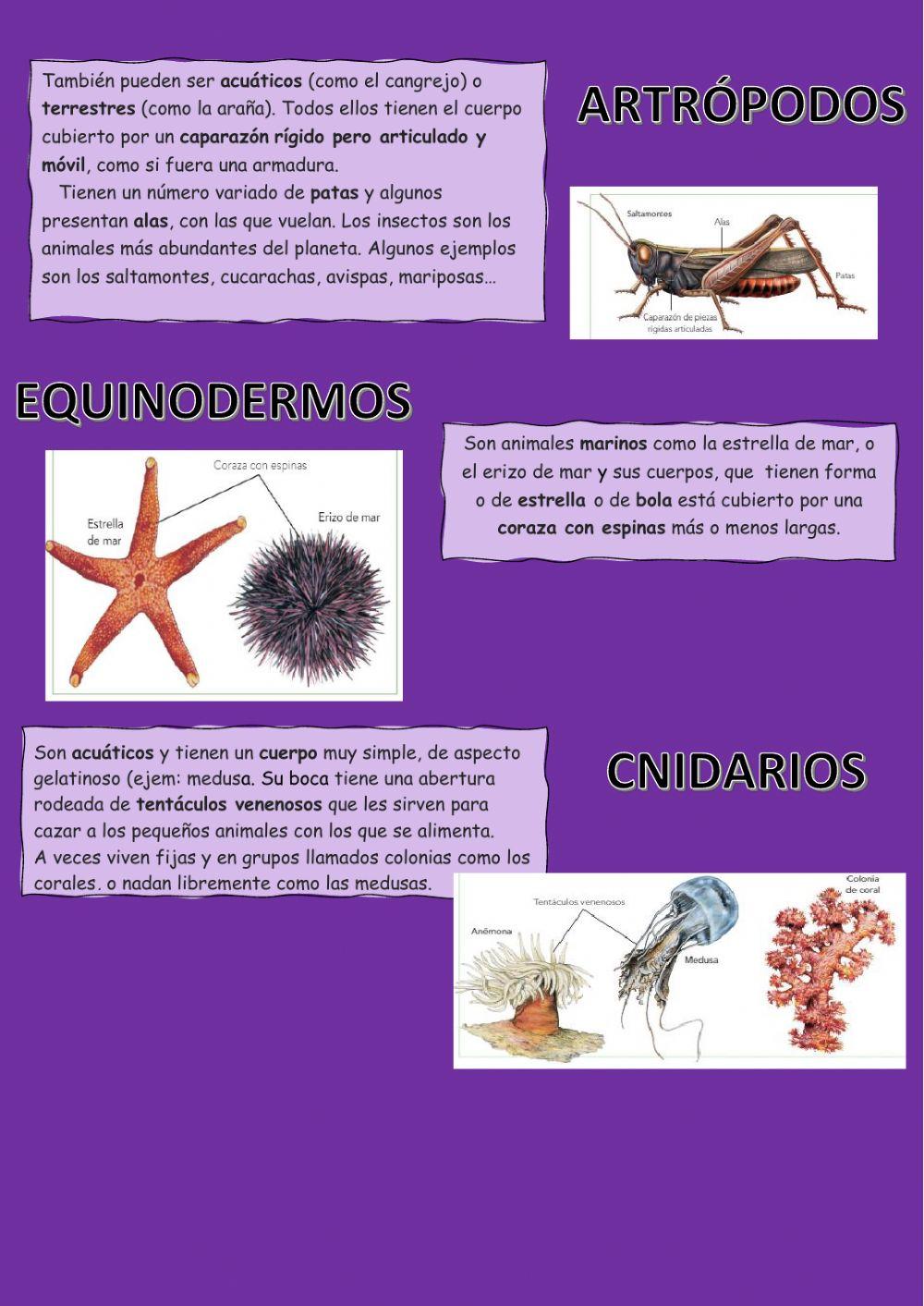 Animales Invertebrados
