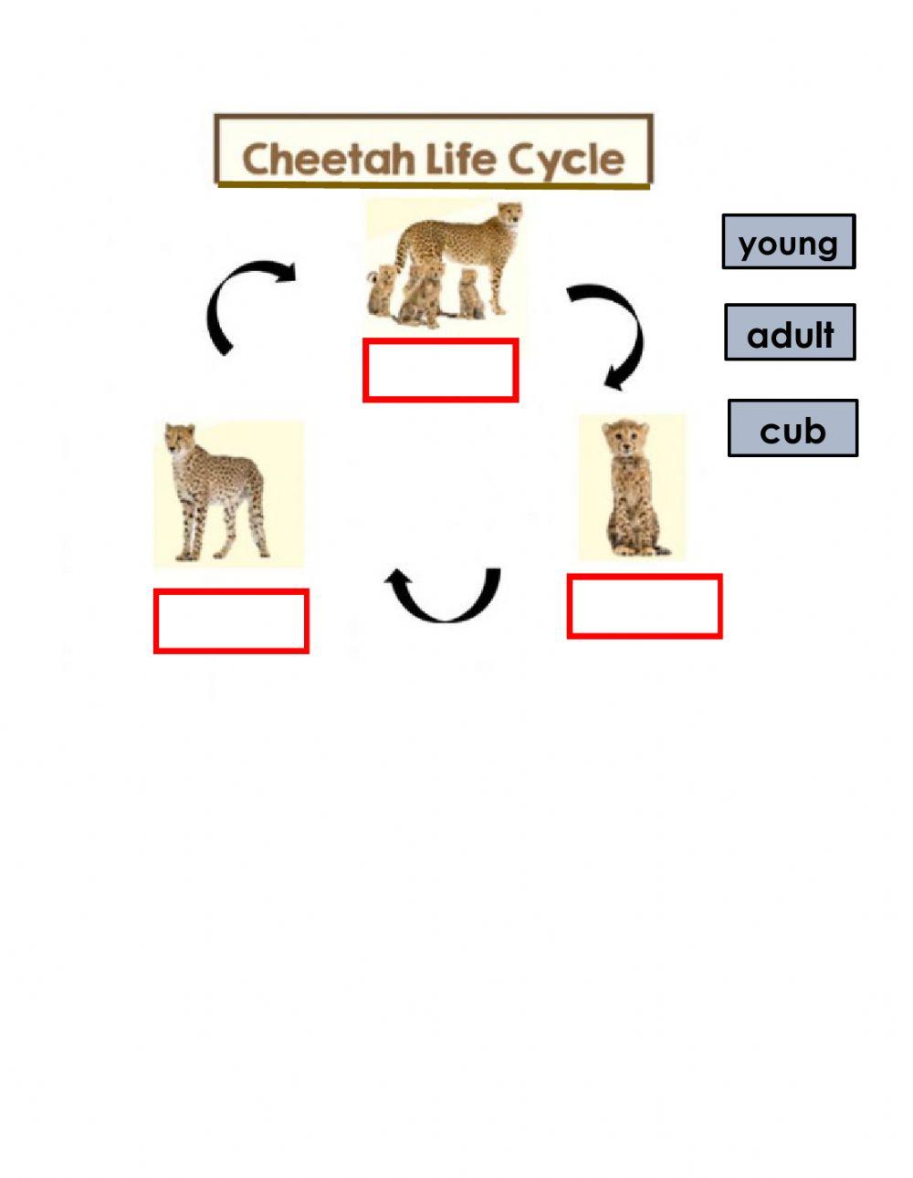 Life Cycle Of A Cheetah