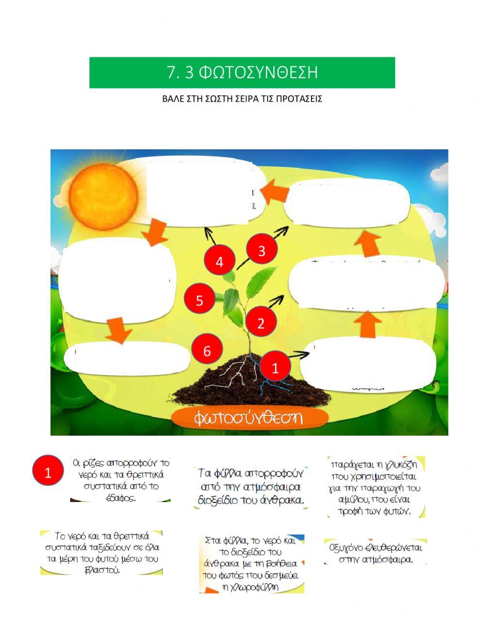 Φωτοσύνθεση