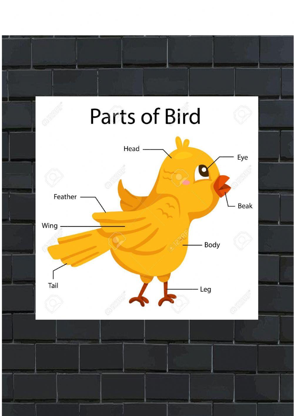 Part of birds