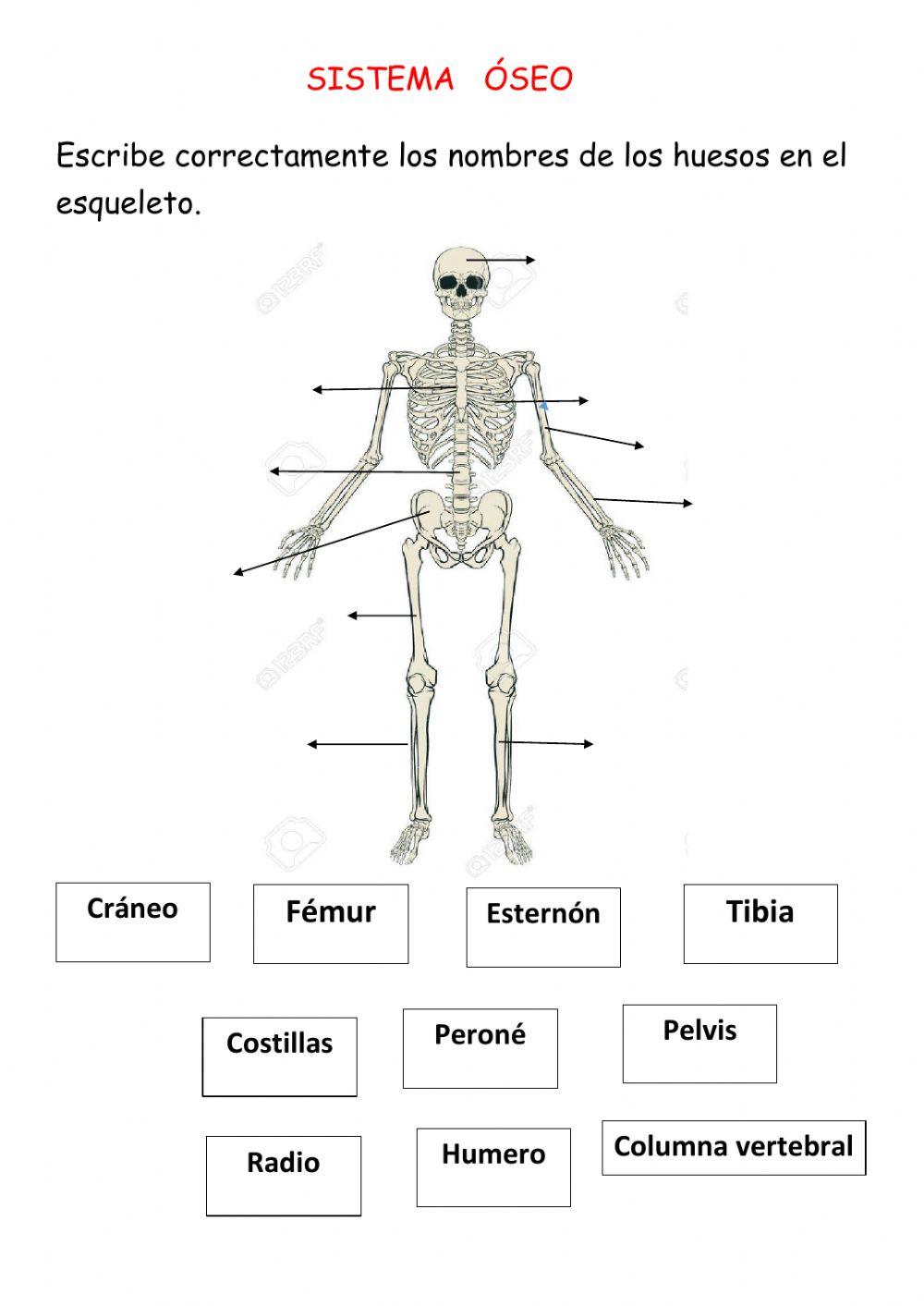 Huesos del sistema óseo