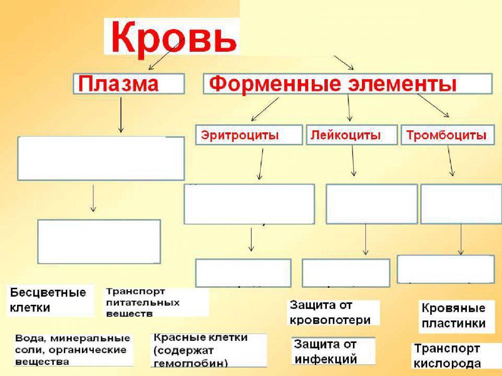 Внутренняя среда организма. Иммунитет