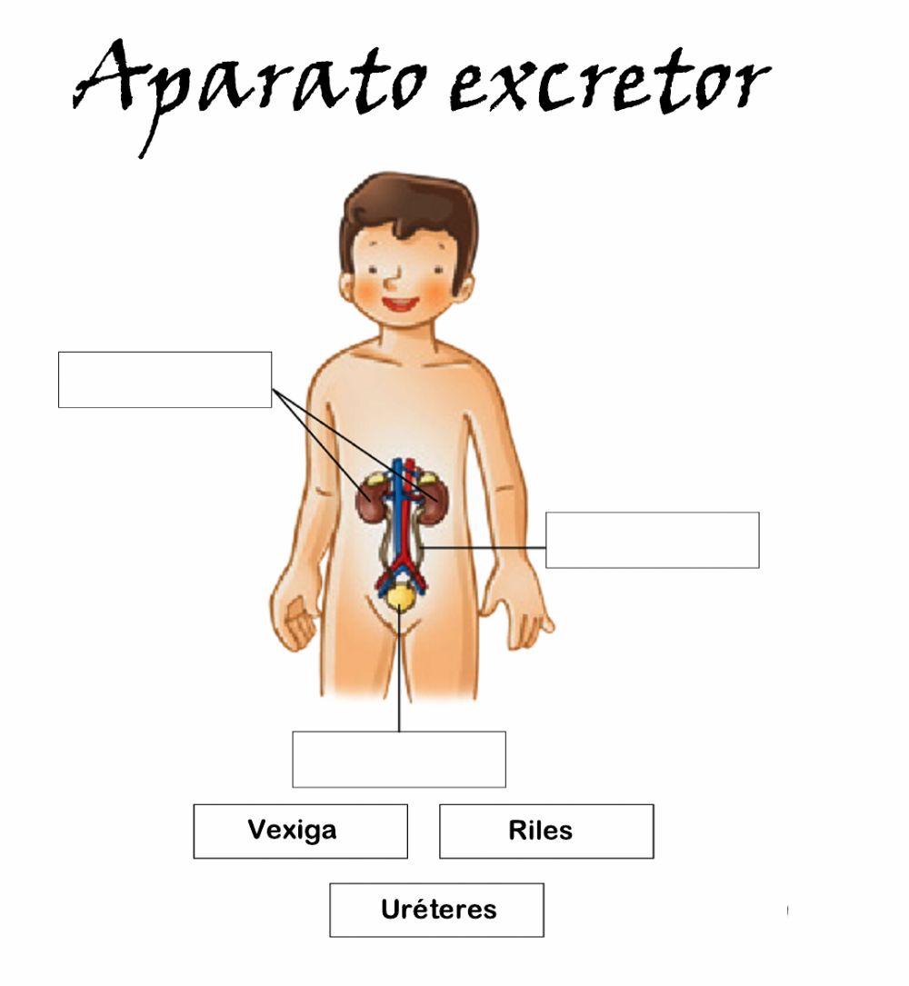 Aparato excretor