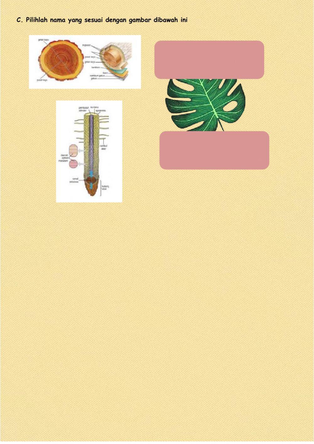 Pertumbuhan dan Perkembangan