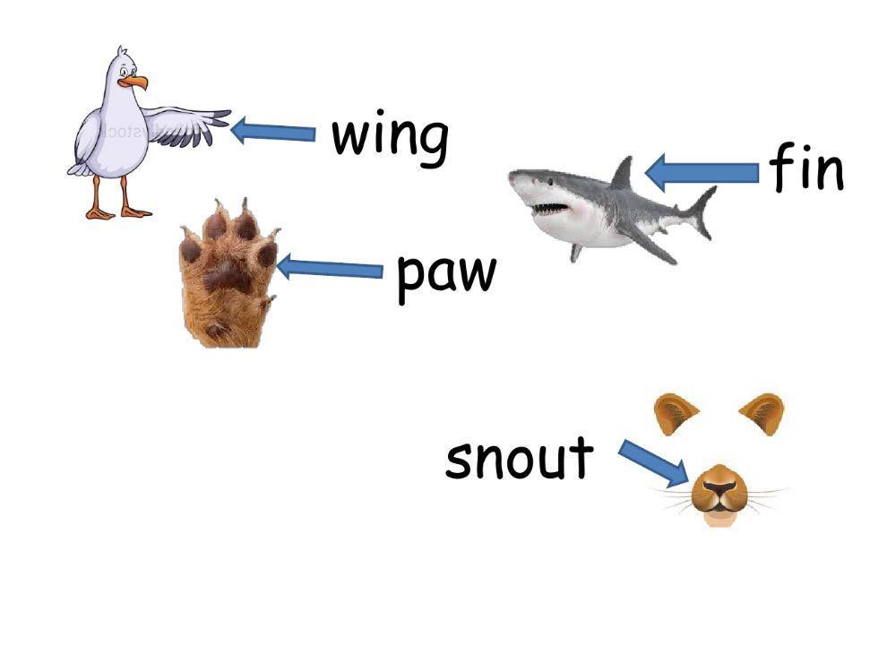 Animals Body Parts