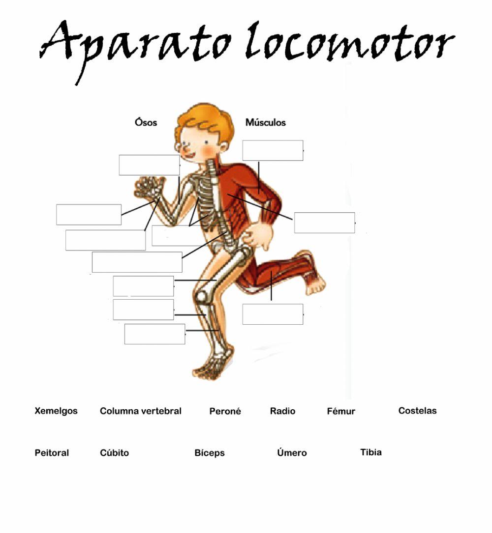 Aparato locomotor Ciencias da Natureza exercise | Live Worksheets