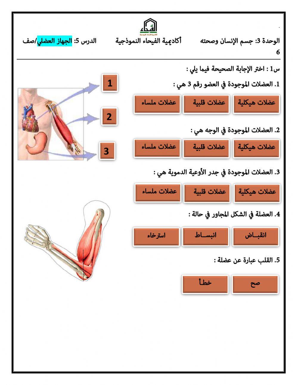 الجهاز العضلي