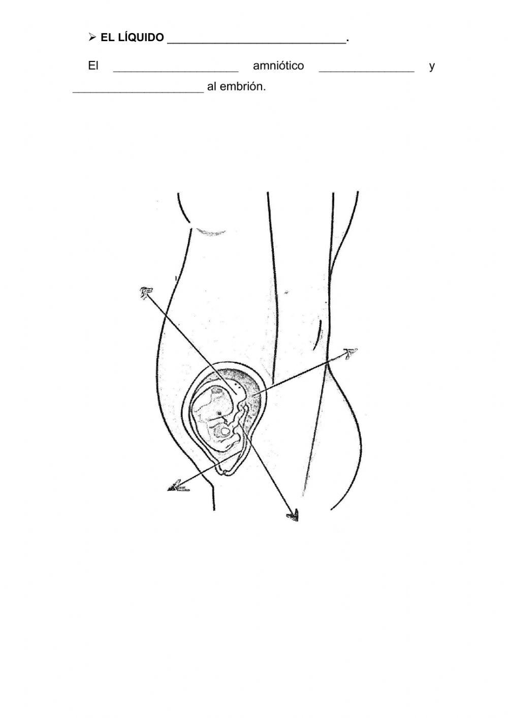 La formación de la placenta