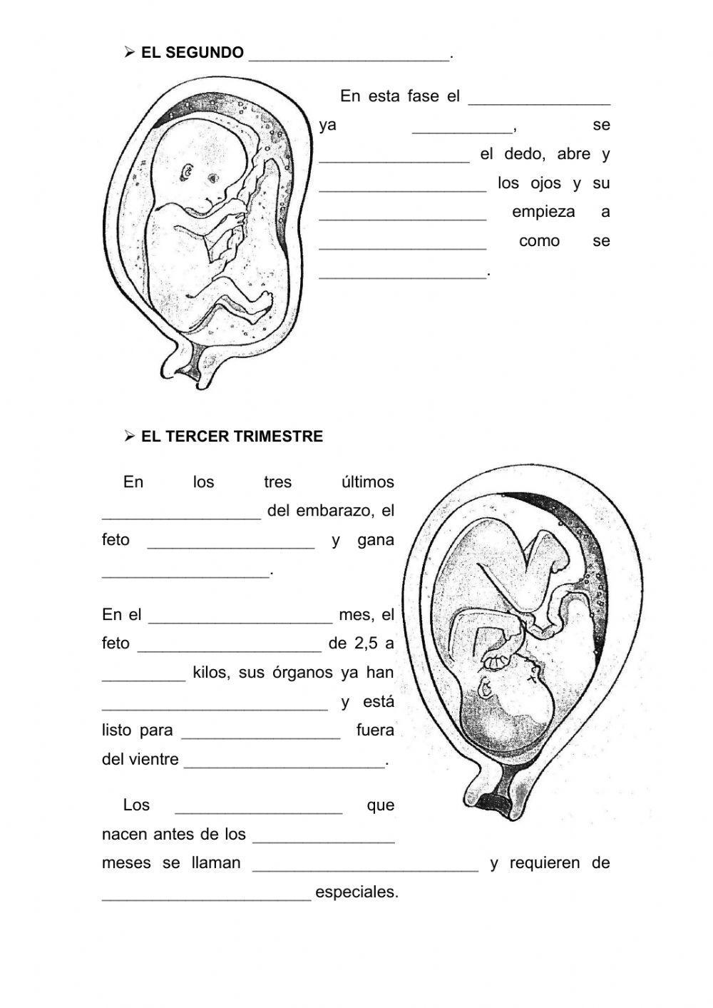 Las fases del embarazo