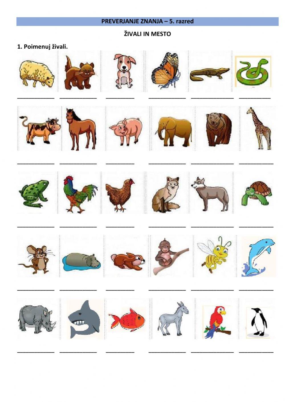 preverjanje 5