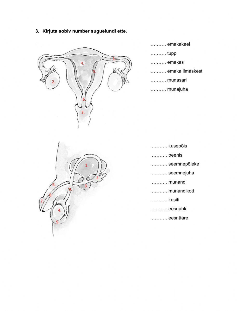 Murdeiga ja kehalised muutused