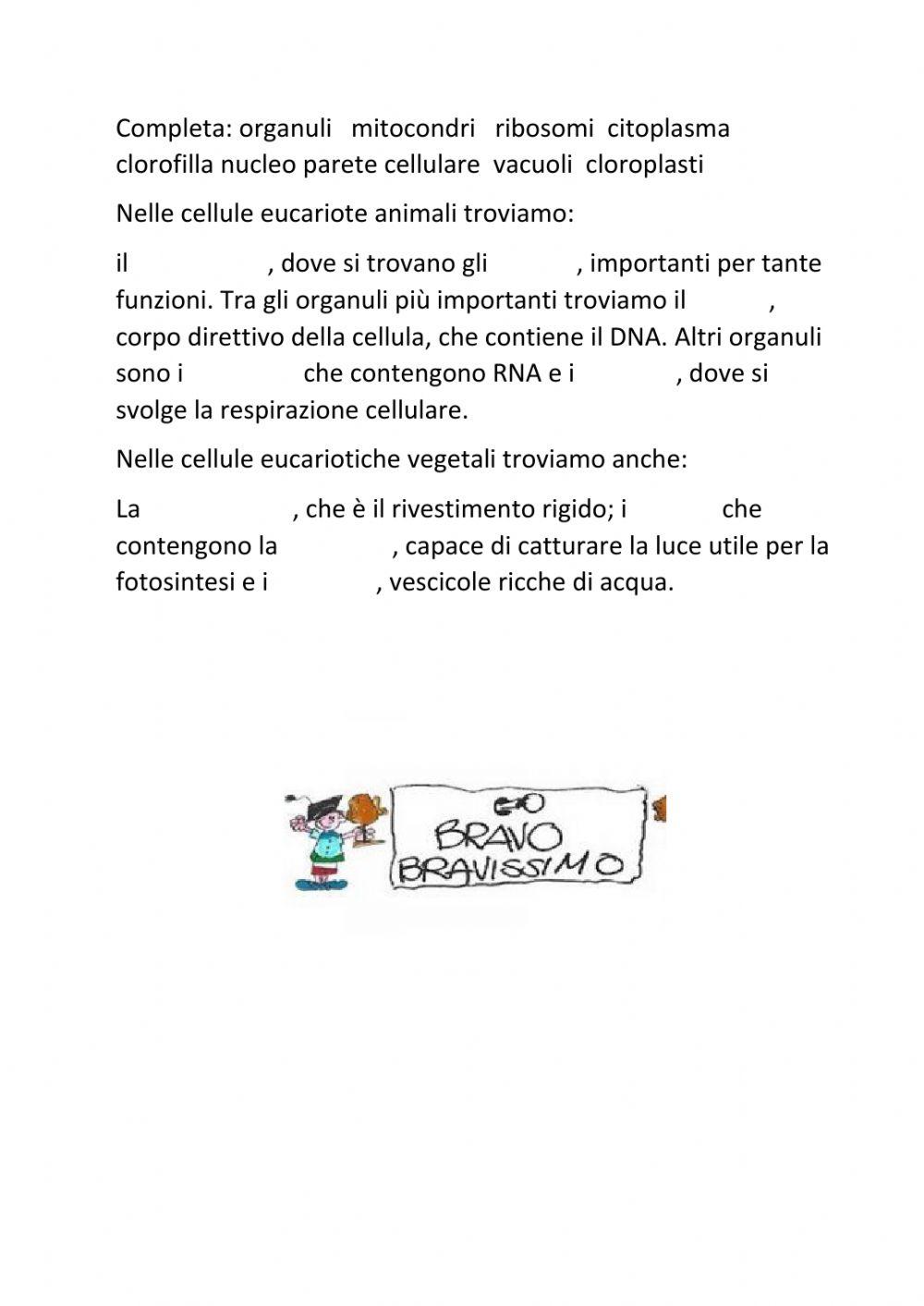 vacuoli nelle cellule animali