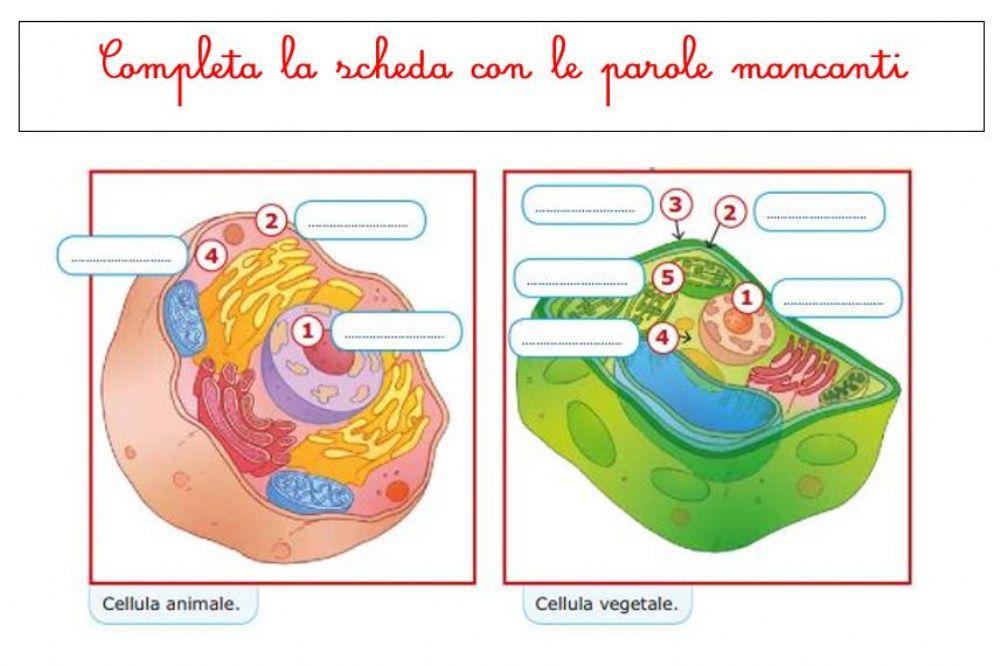 Cellula animale e vegetale