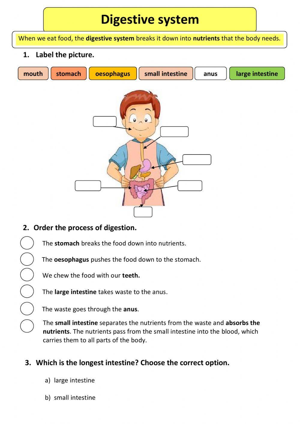 Digestive system