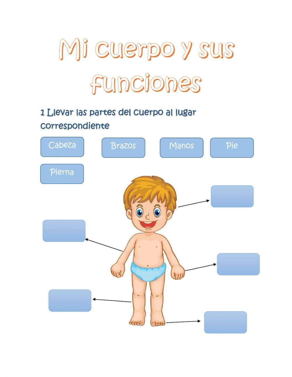 Mi cuerpo y sus funciones