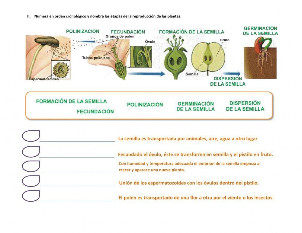reproduccion en plantas por semilla