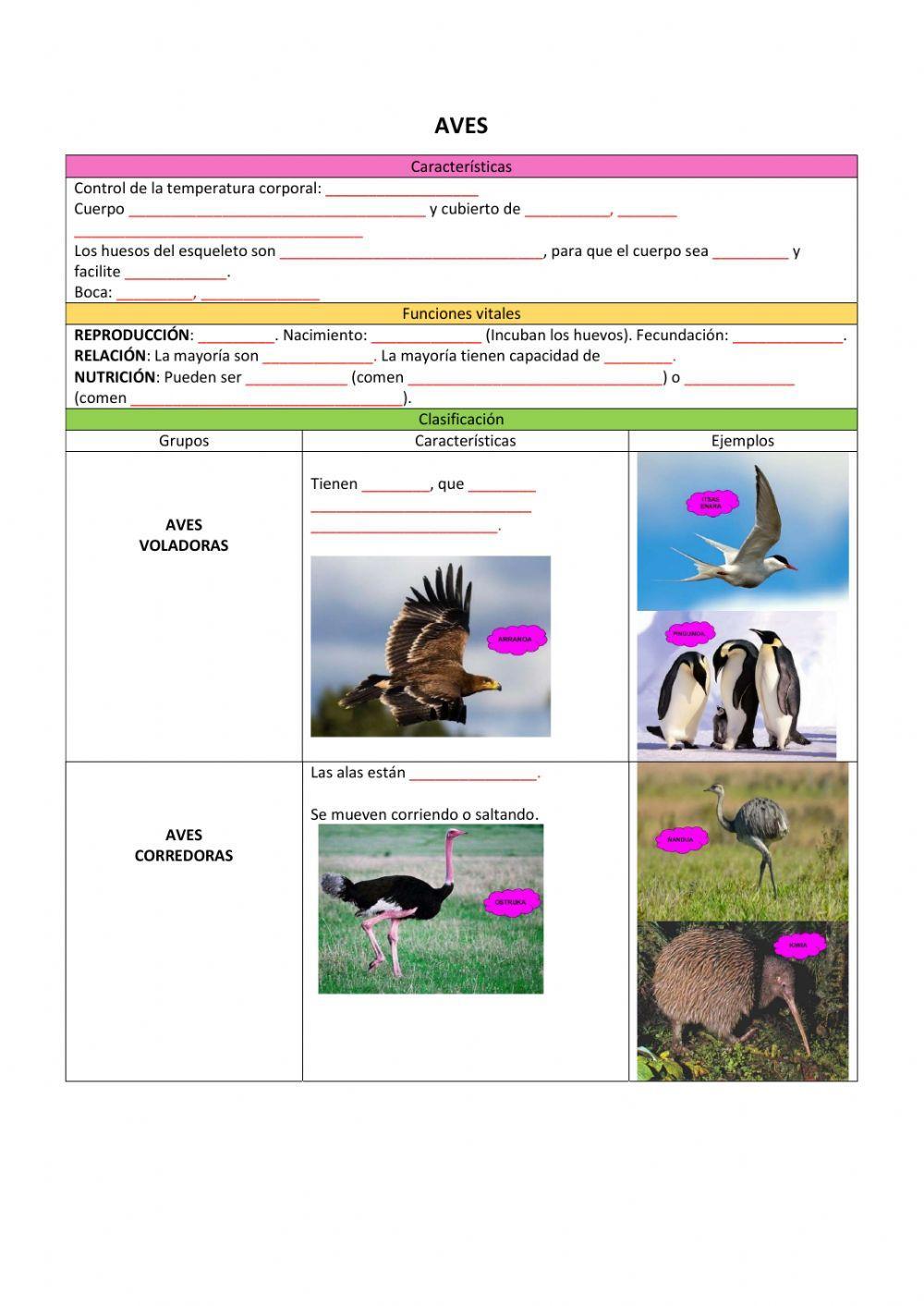 Clasificación de los vertebrados