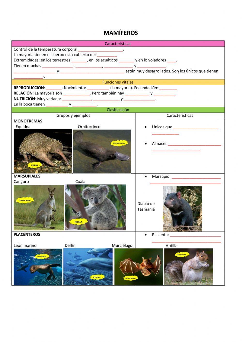 Clasificación de los vertebrados