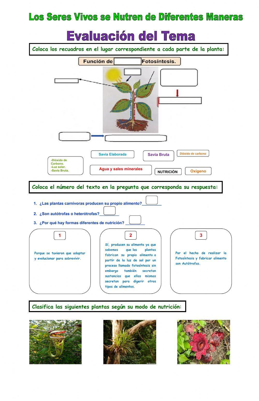 Evaluación de Tema: Los Seres Vivos se Nutren de Diferentes Maneras