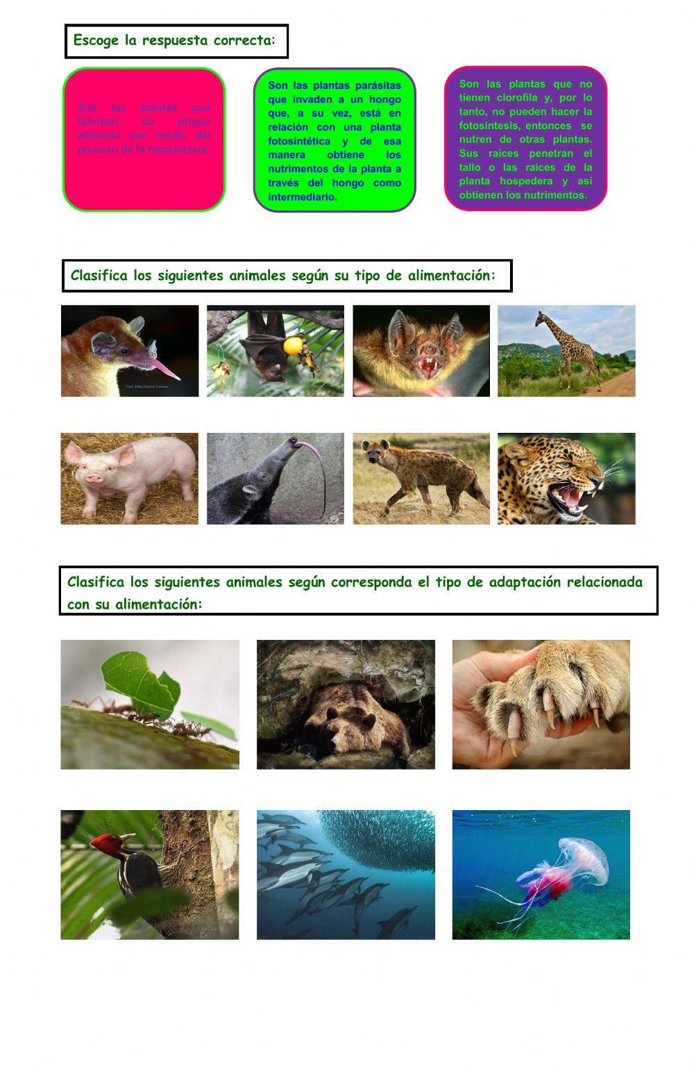 Evaluación de Tema: Los Seres Vivos se Nutren de Diferentes Maneras