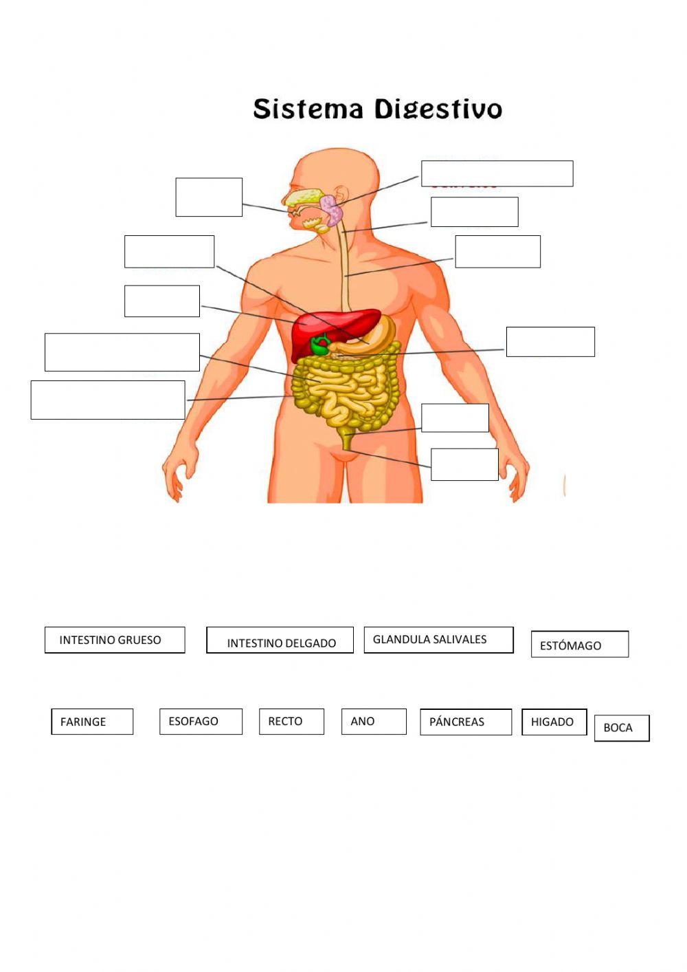 El aparato digestivo