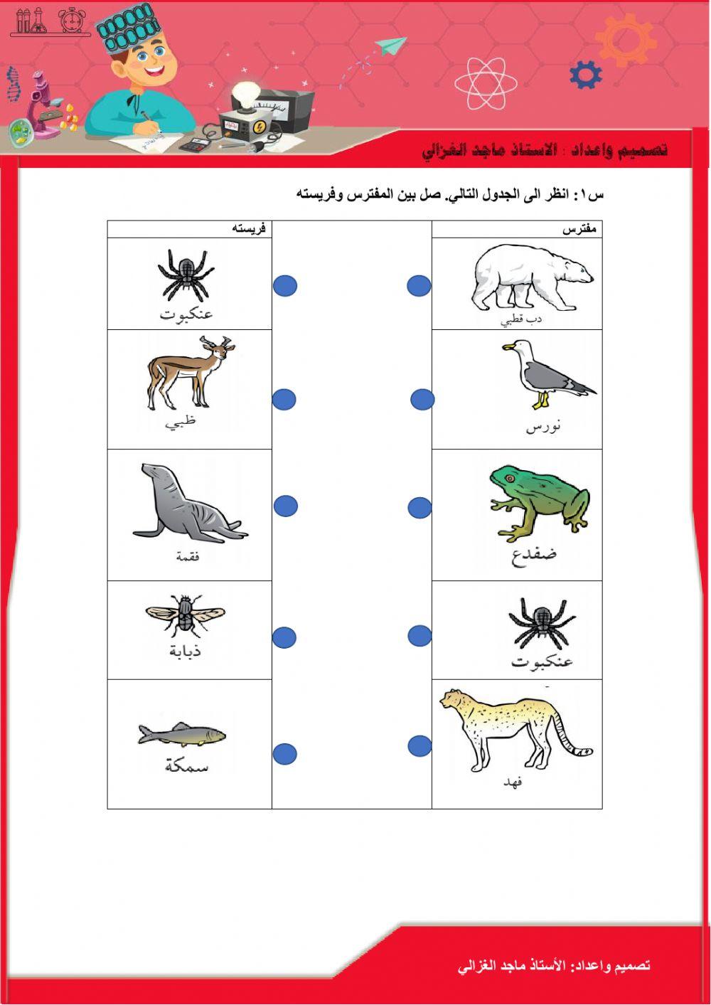 الكائنات المستهلكة في السلسلة الغذائية