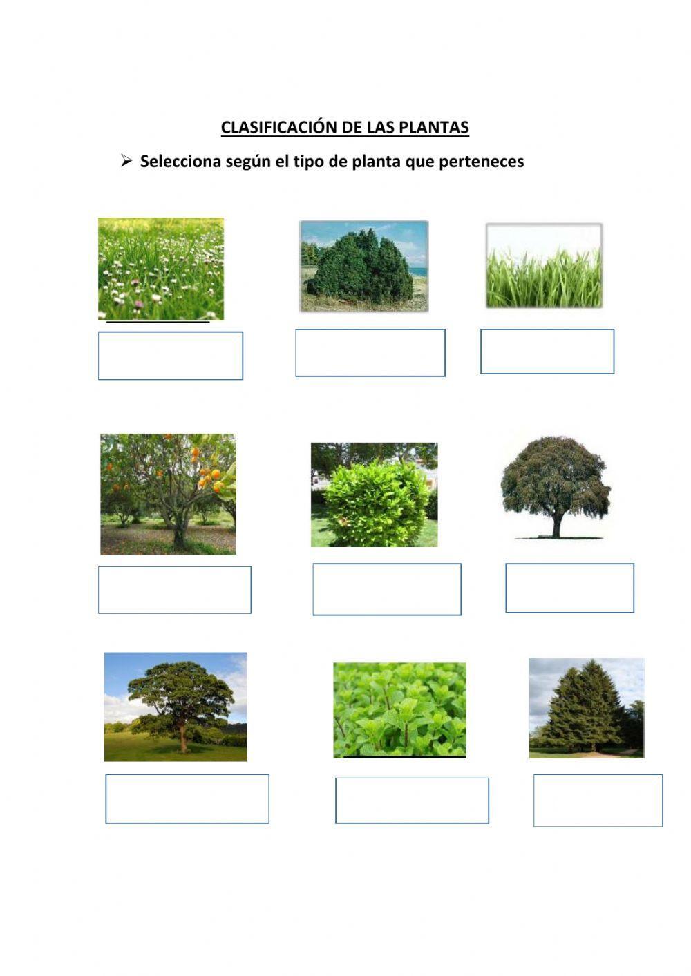 Clasificación de las plantas