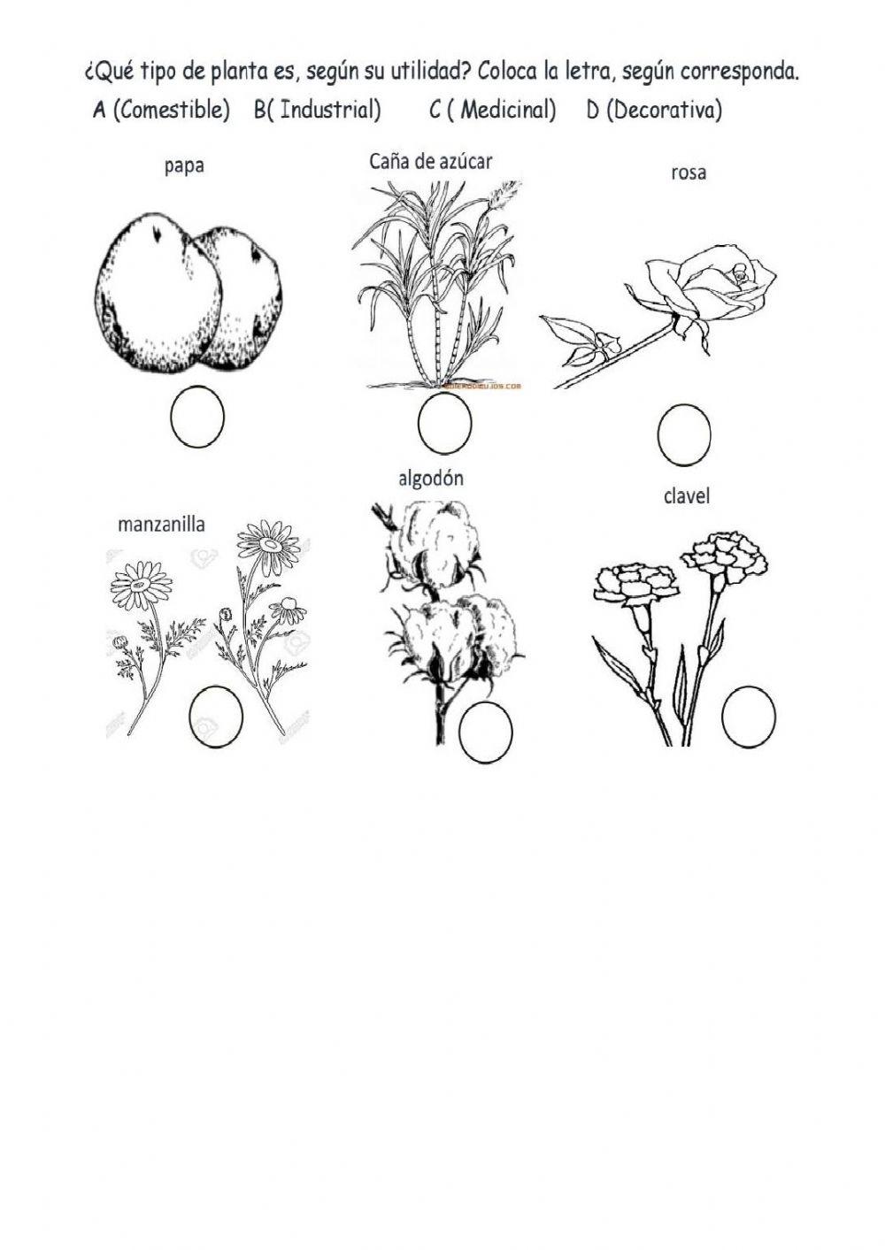 Evaluacion 3ero ciencias