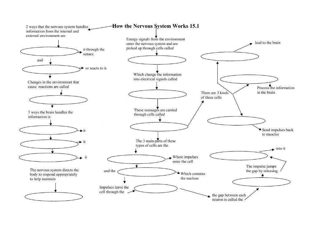 How the Nervous System works Concept map