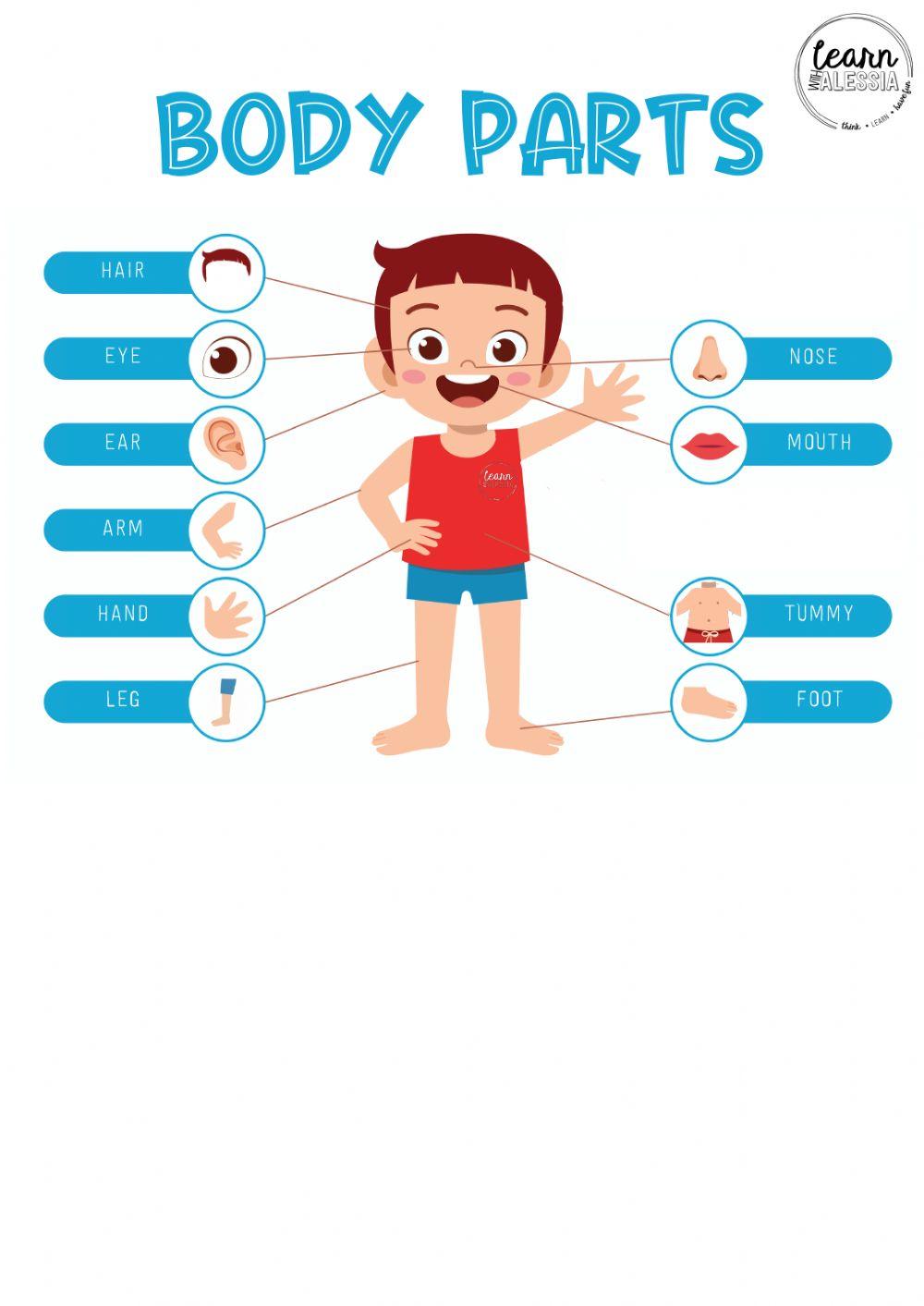 Parts of the body Parts of the body