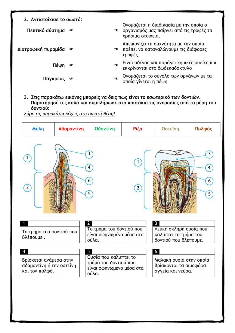 Πεπτικό Σύστημα Τα δόντια