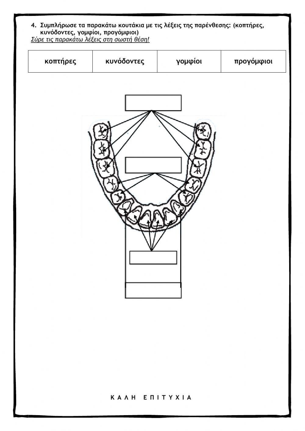Πεπτικό Σύστημα Τα δόντια