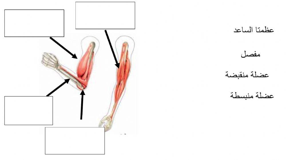 الجهاز العضلي