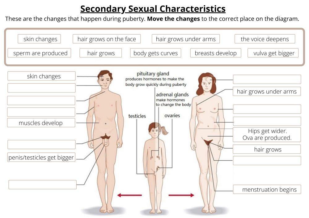 Sexual Characteristics