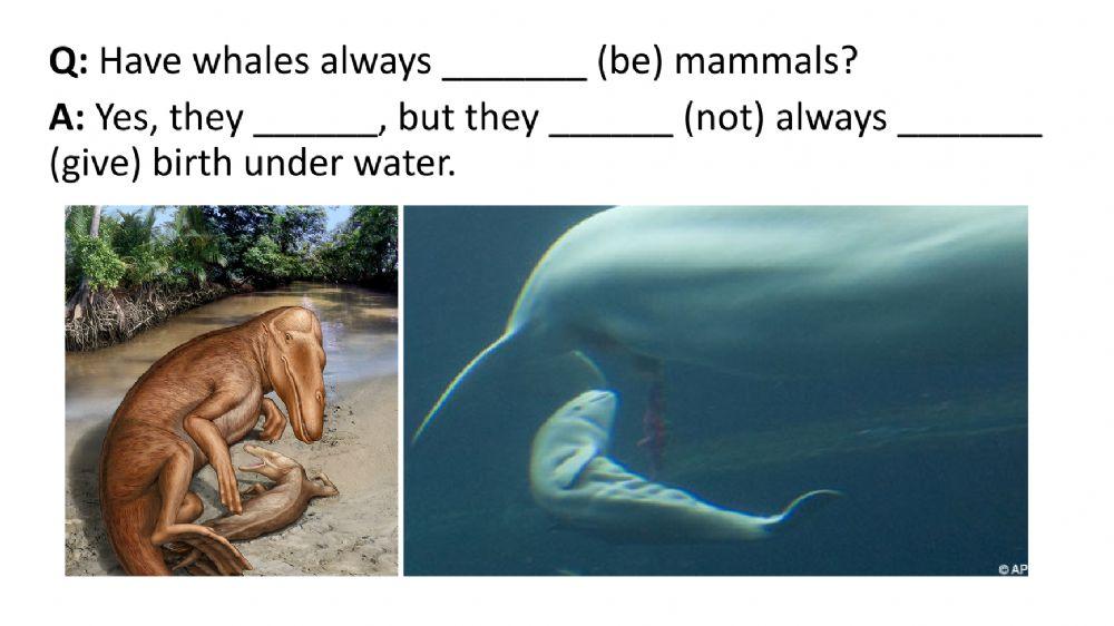 Evolution of animals