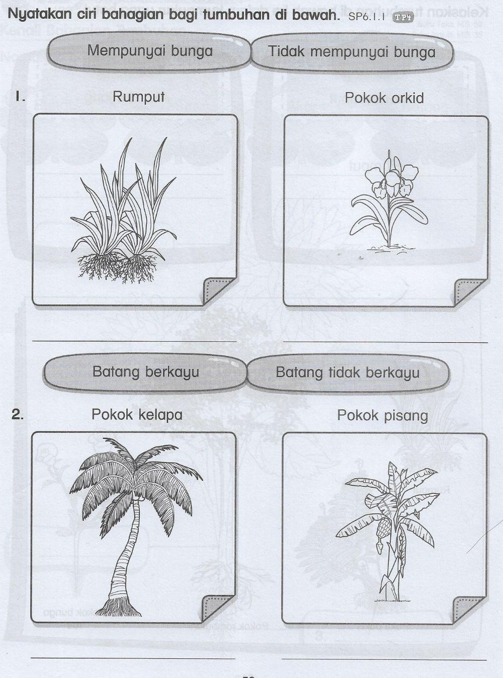 Bahagian tumbuhan