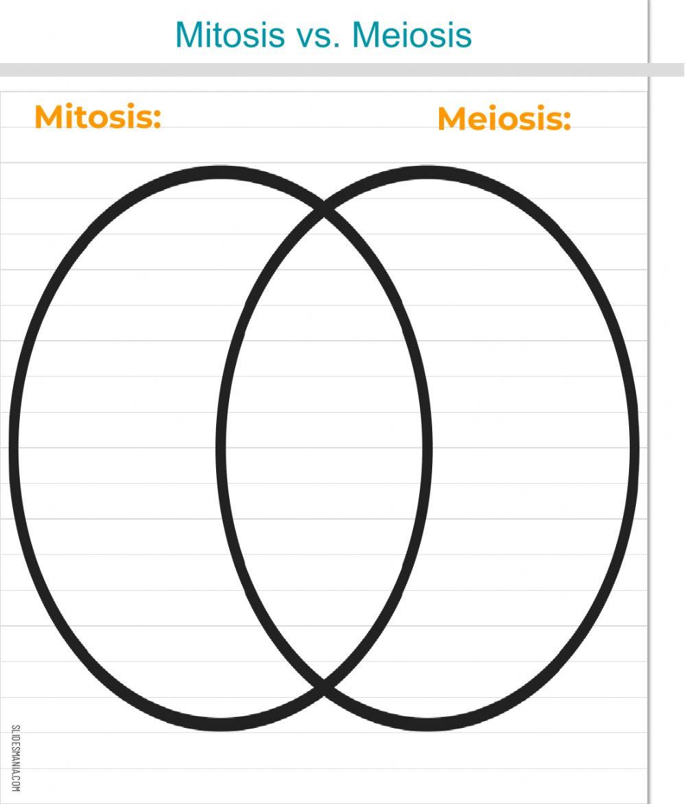 Mitosis vs. Meiosis Venn Diagram