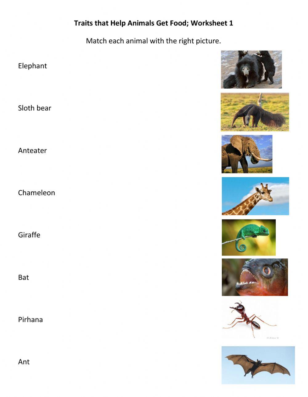 Traits That Help Get Food