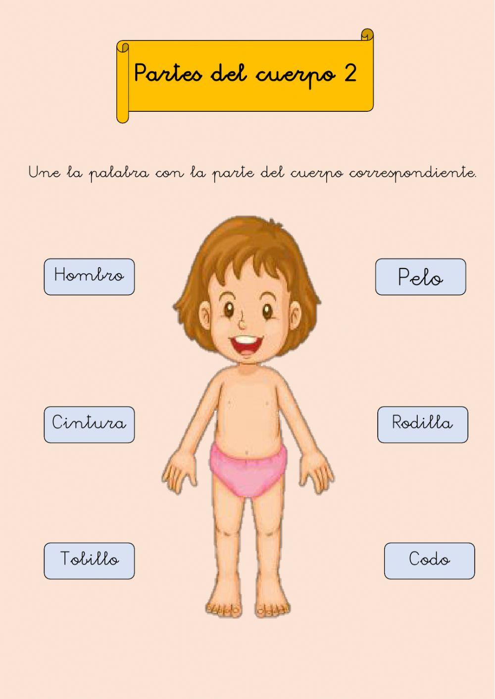 Partes del cuerpo