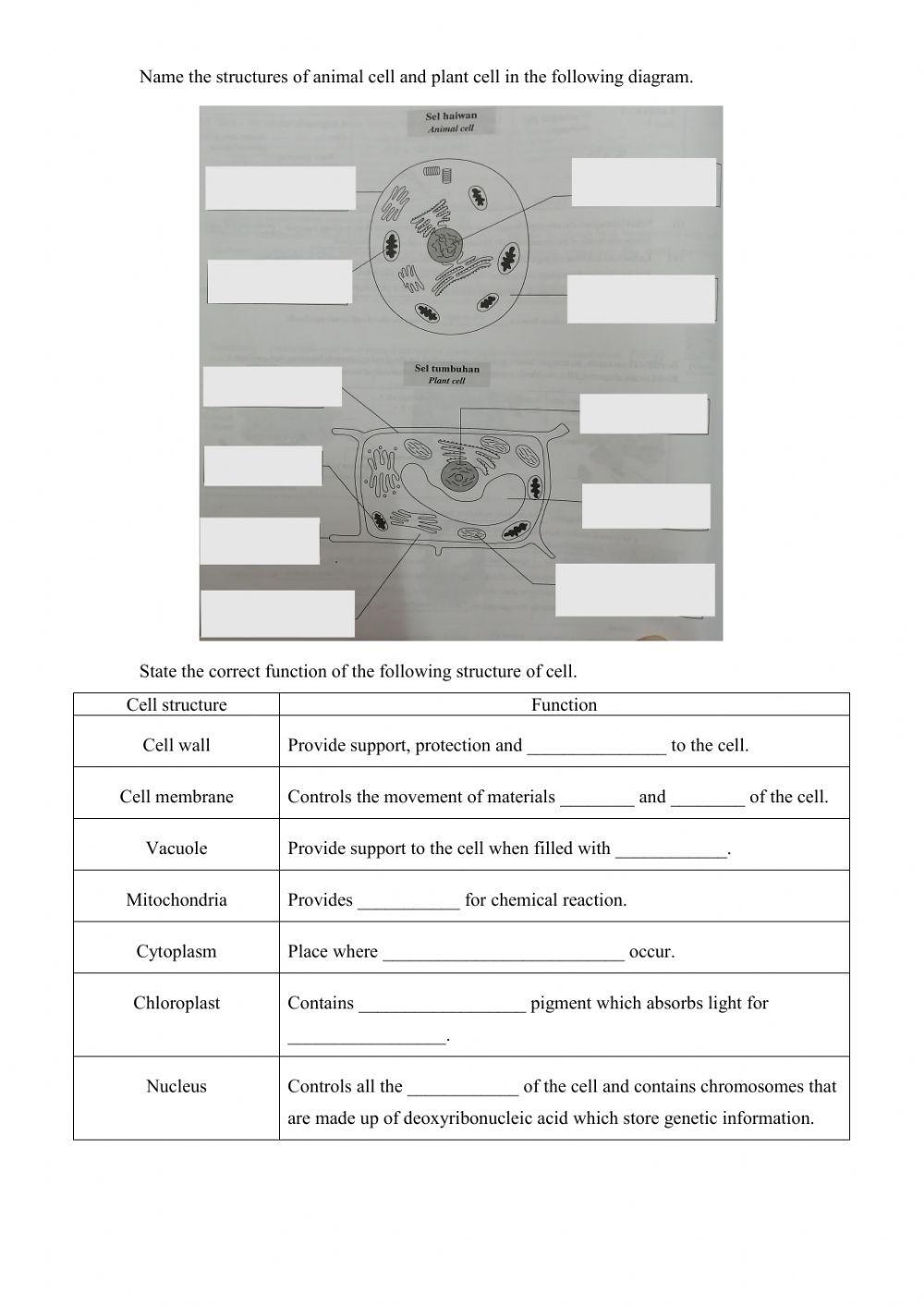 Animal Cell and Plant Cell
