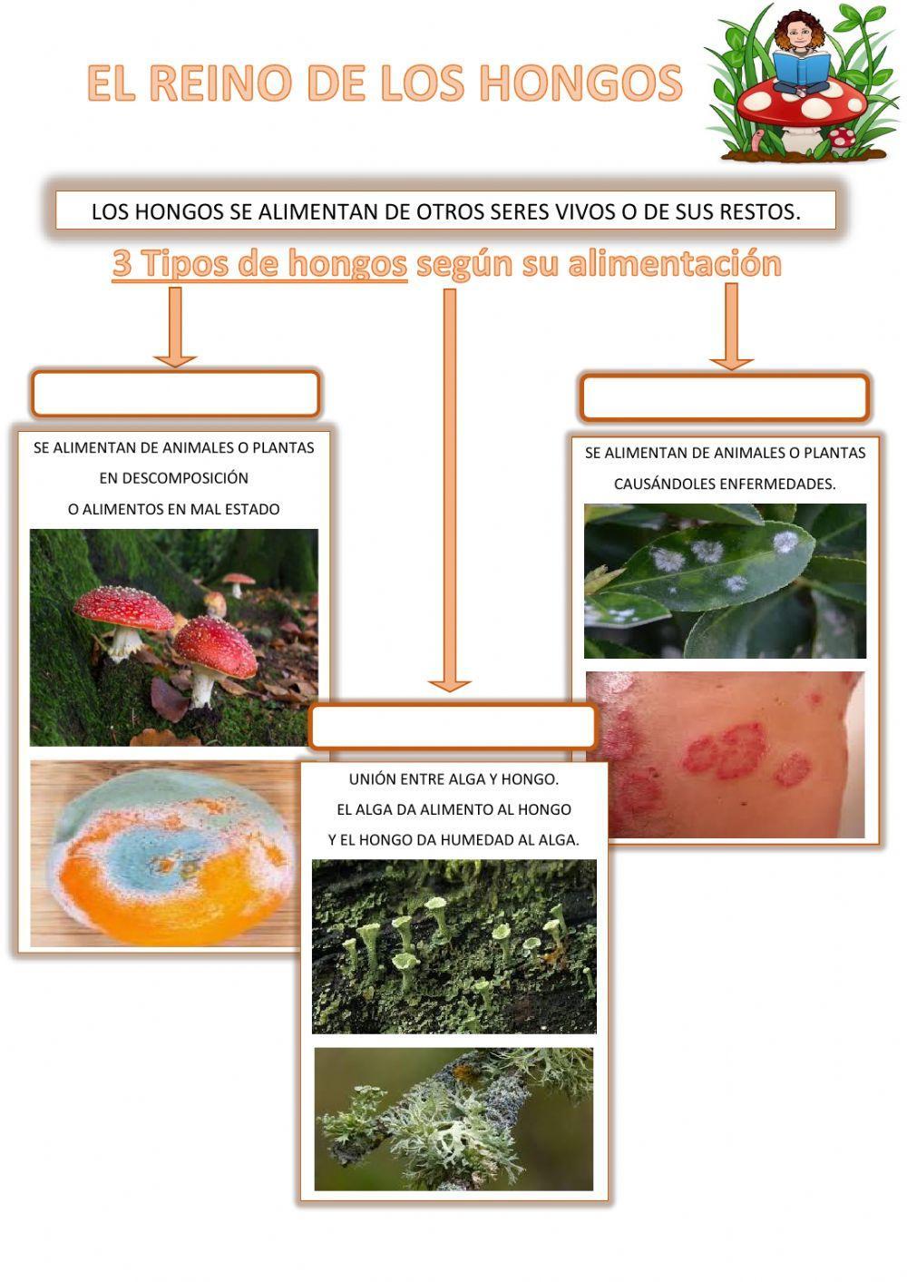 Tipos de hongos según alimentación