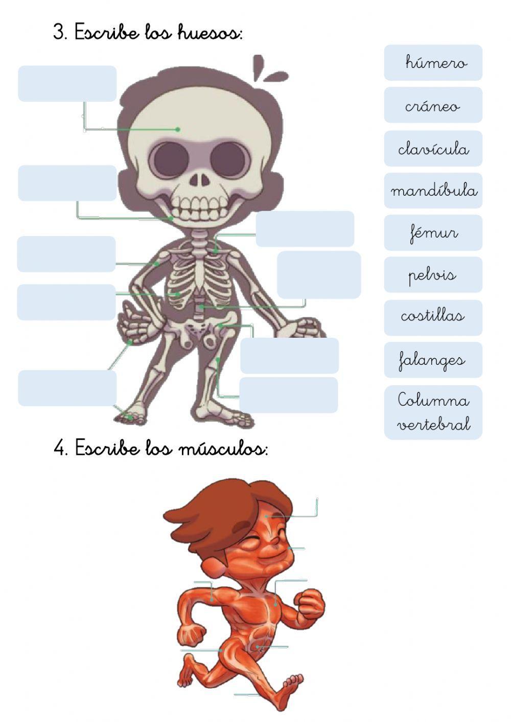 Huesos y músculos 2º