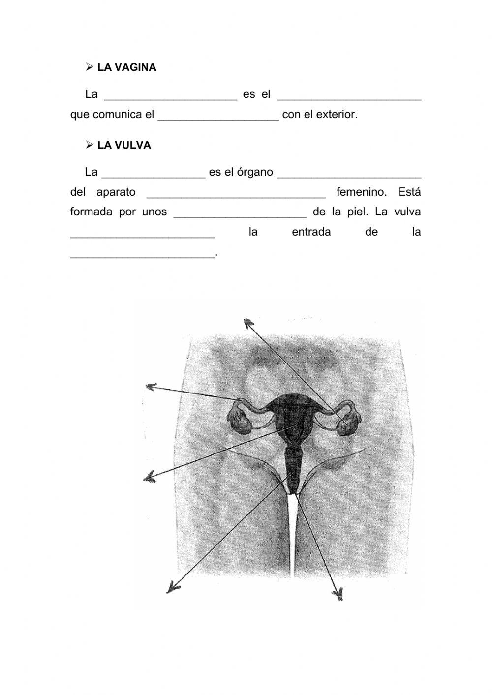 Los aparatos reproductores