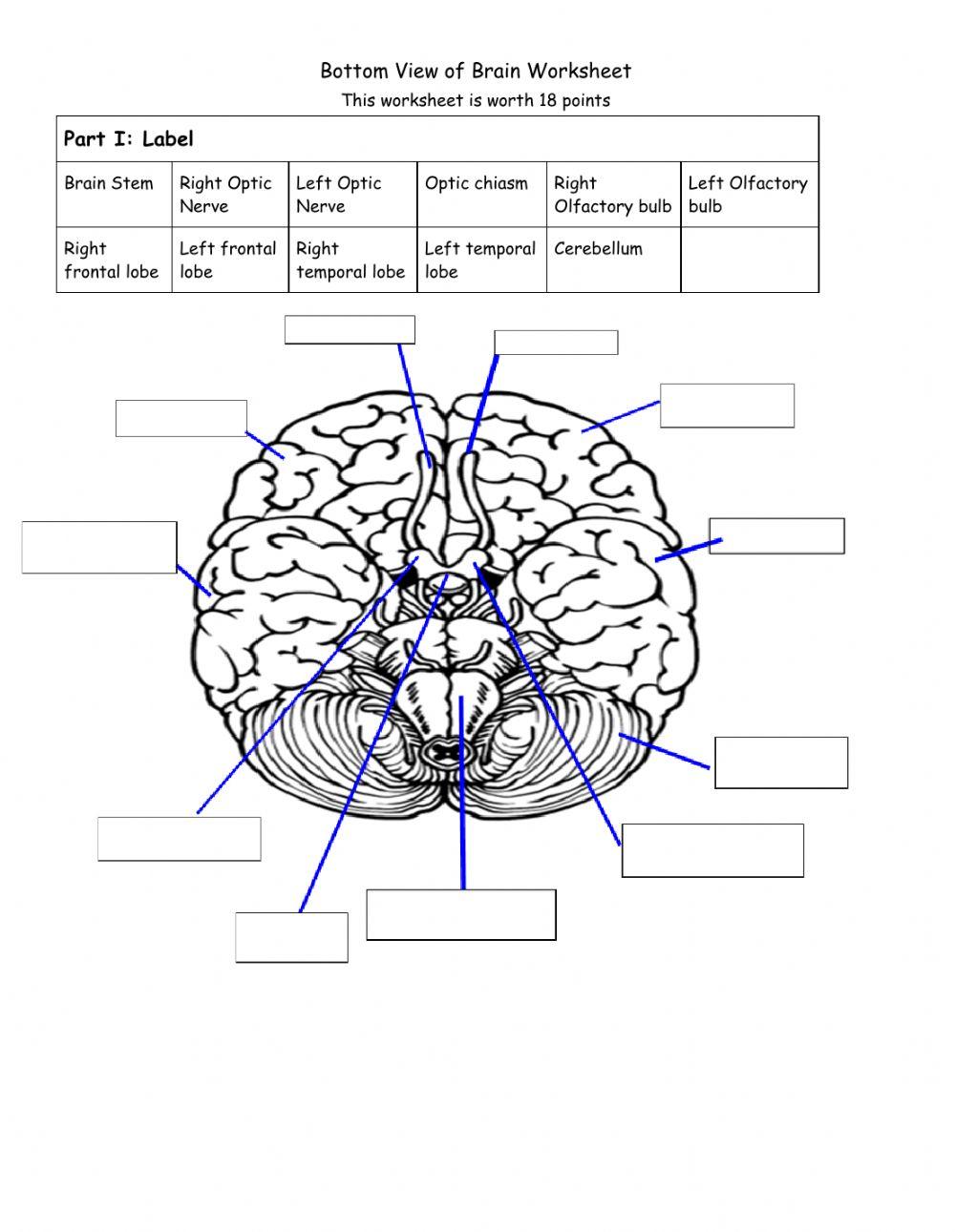 Bottom View of Brain Anatomy