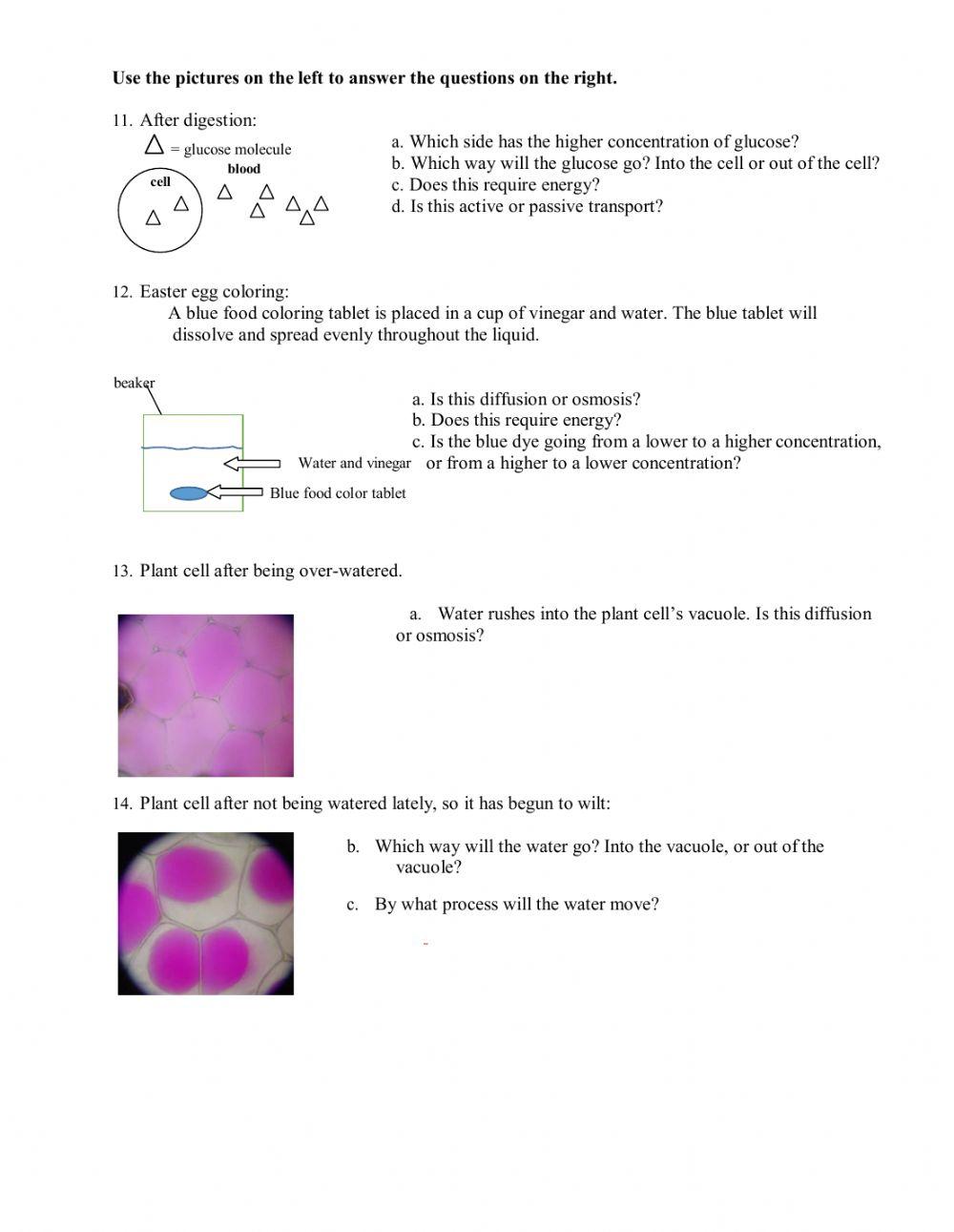Cells: Active & Passive Transport