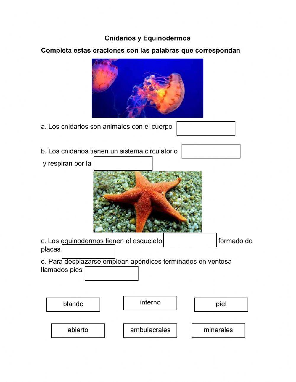 Cnidarios y equinodermos