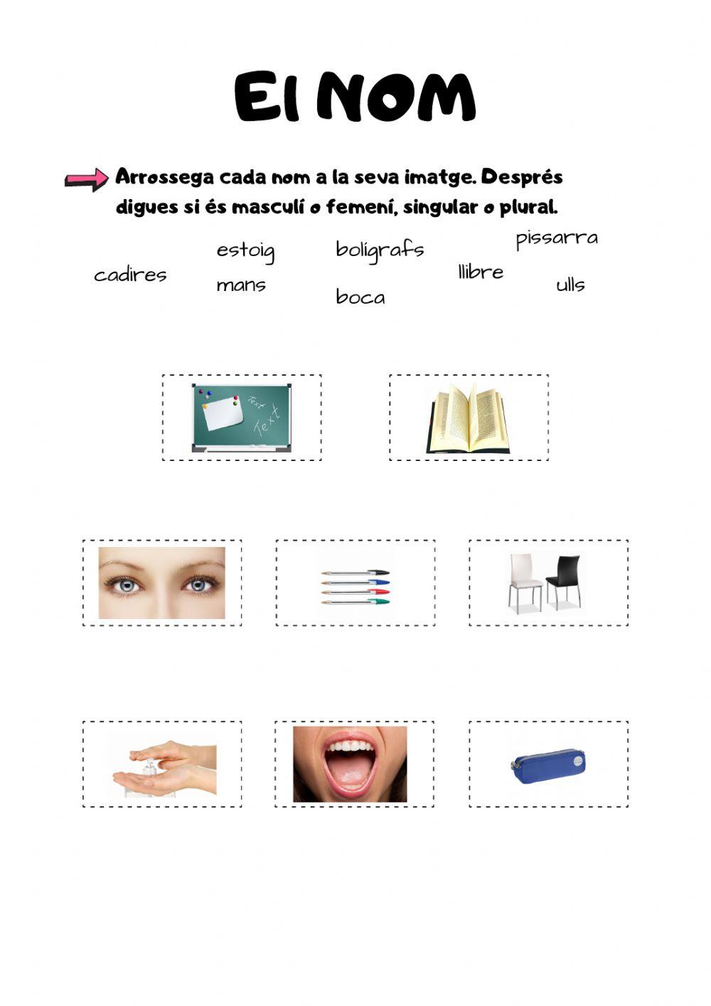 ELS NOMS: gènere i nombre