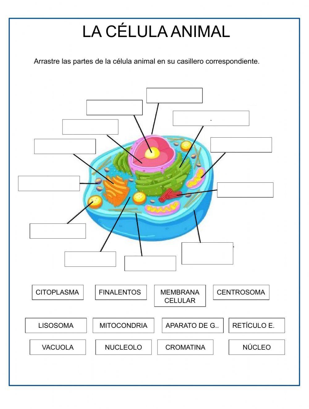 Partes de la ce… | Free Interactive Worksheets | 602060, image size:1000x1325